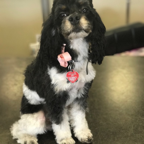 Meet your Posher, Miranda - Picture 3 of 3